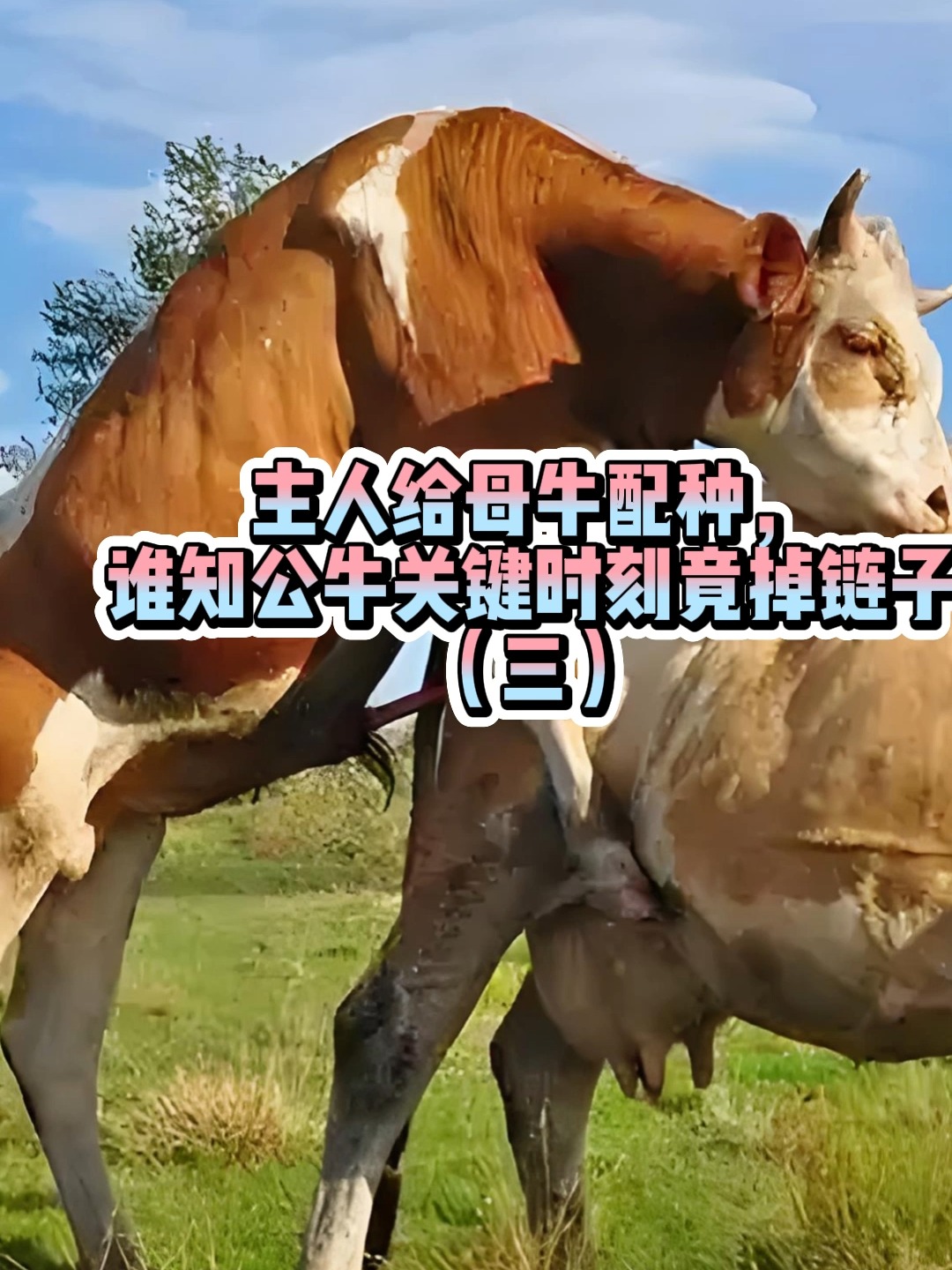 Doinb重要时刻表现优异，公牛带队取胜！